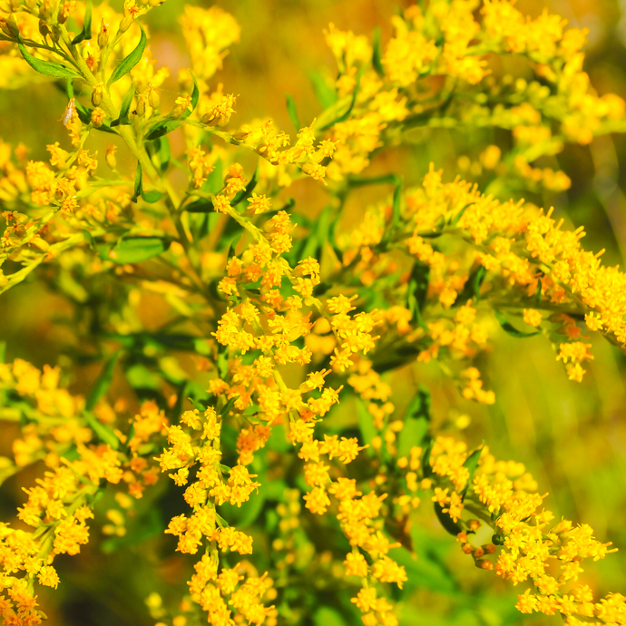 The Uses and Benefits of Goldenrod in Natural Medicine