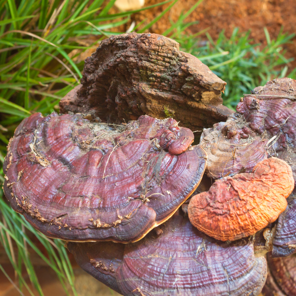 The Wonderful Benefits of Reishi Mushrooms