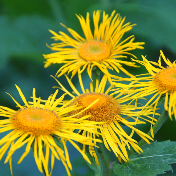 The Soothing Benefits of Elecampane