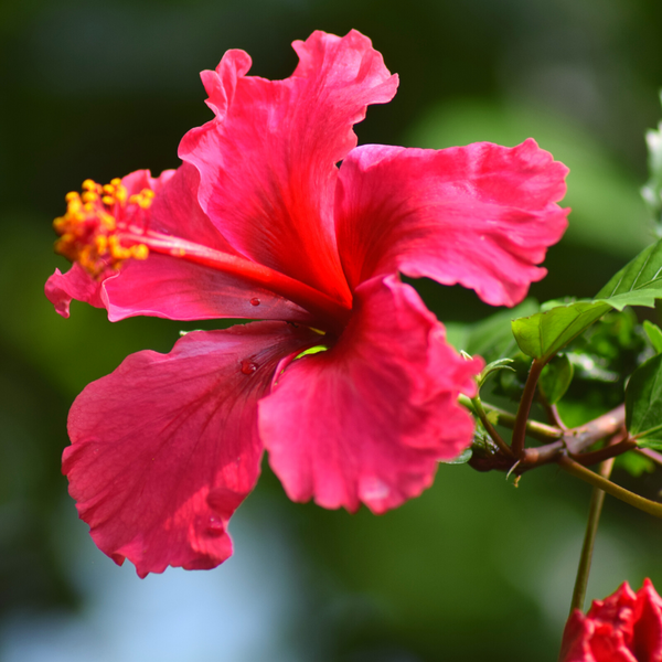 The Wonderful Herbal Benefits of Hibiscus