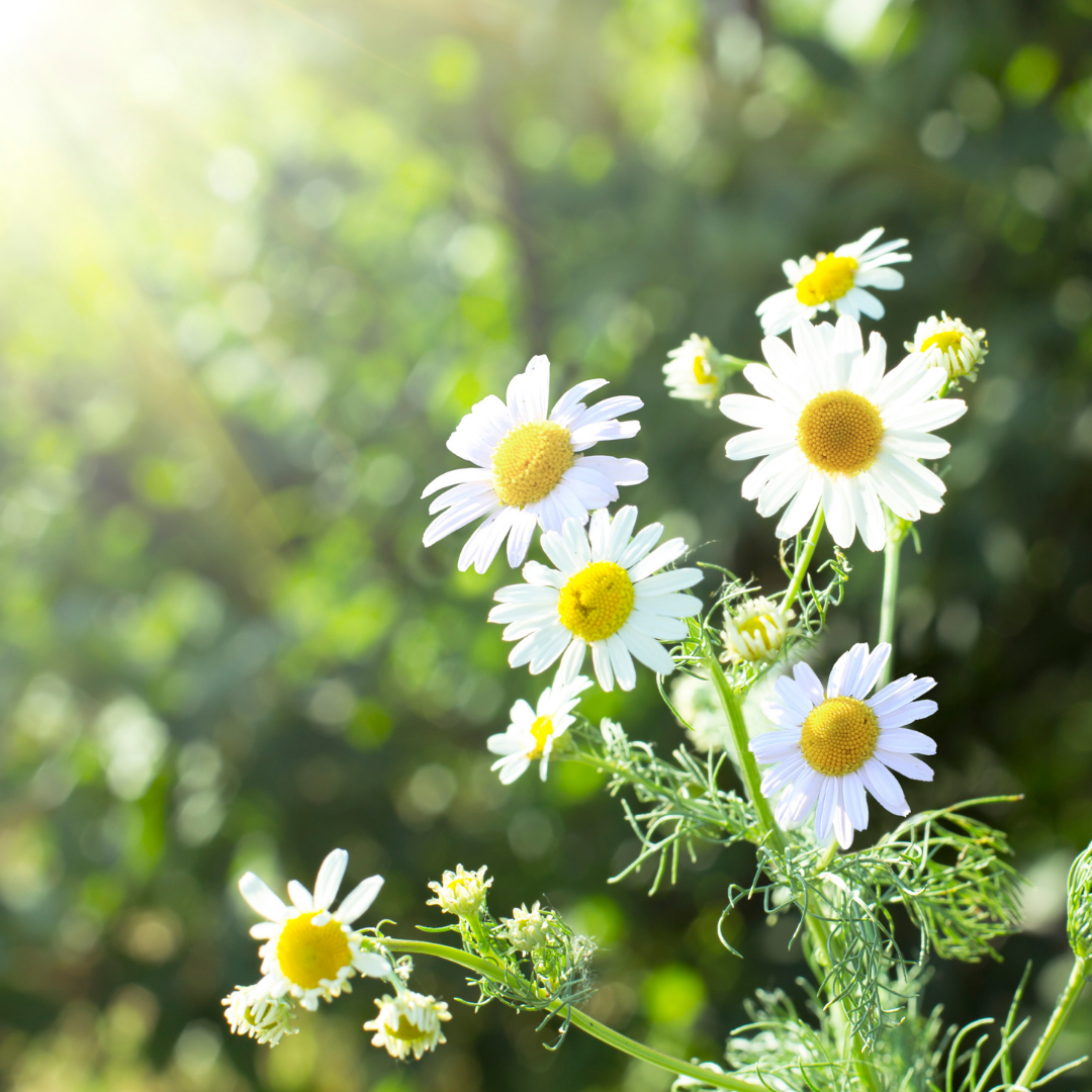 Chamomile Tincture