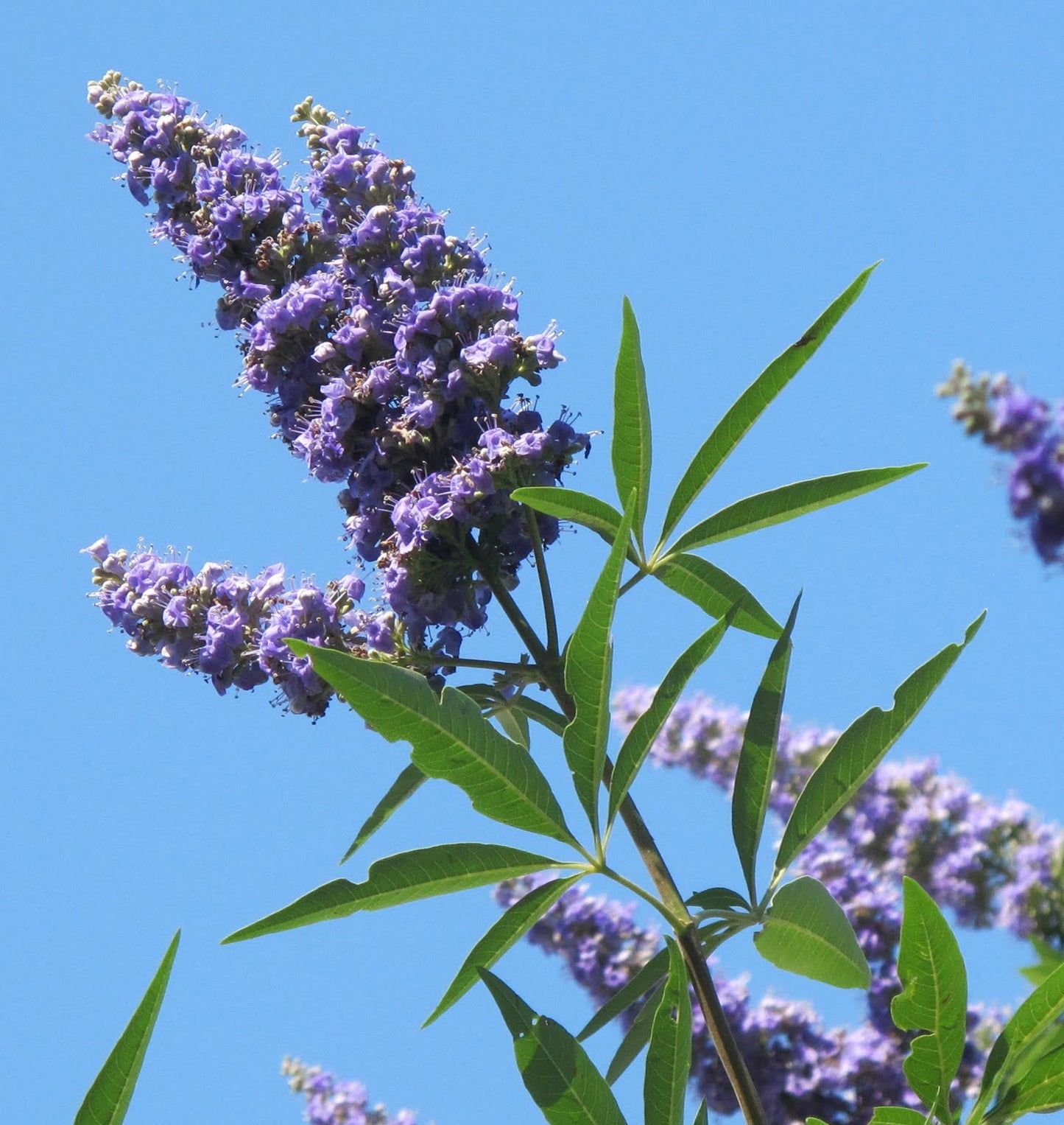 Chastetree tincture