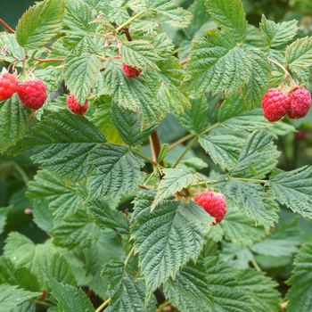 The Benefits of Red Raspberry Leaf for Pregnancy and More – Root 2 ...