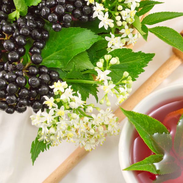 Herbal Properties of Elder (Including Elderberries & Elderflowers)
