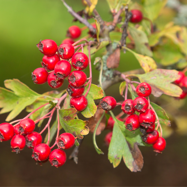 Hawthorn Benefits and Uses in Natural Medicine