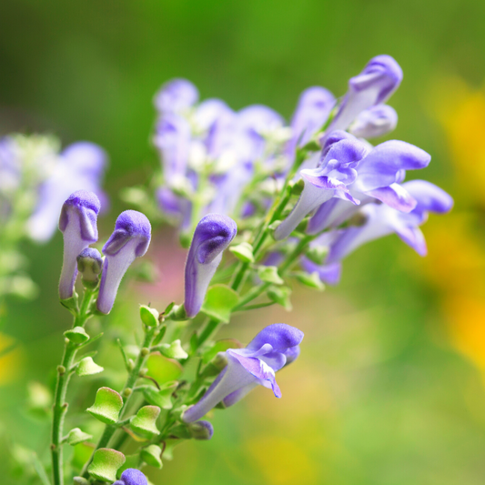 The Uses of Skullcap in Natural Medicine