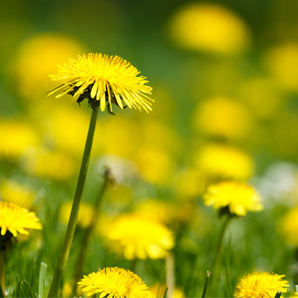 Dandelion Benefits and Uses in Natural Medicine