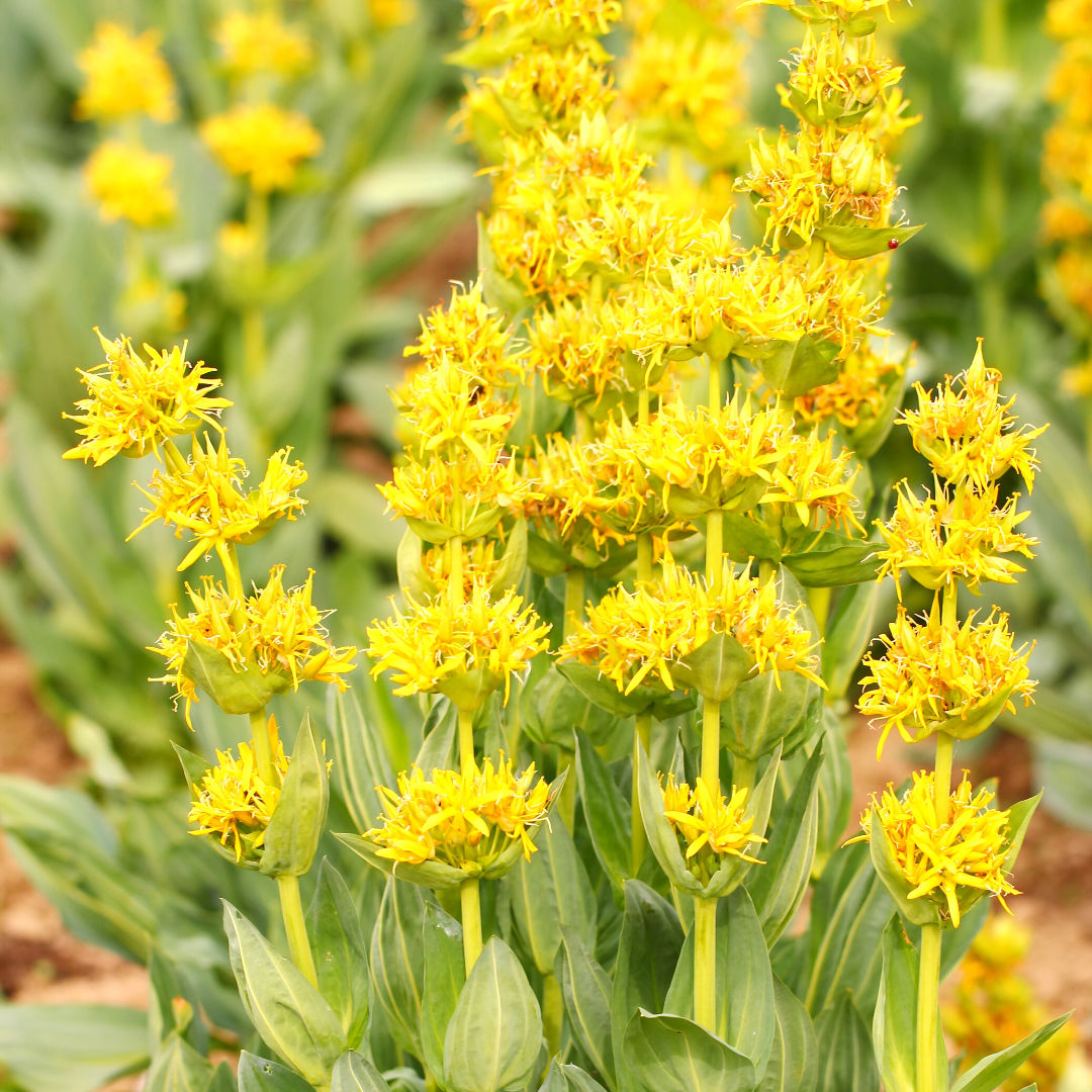 The Benefits of Gentian for Digestion and More