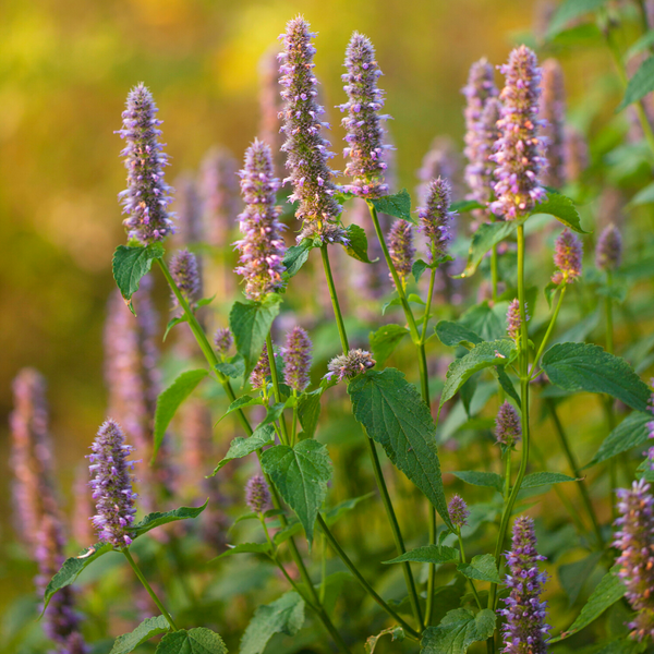 Hyssop Benefits and Natural Properties