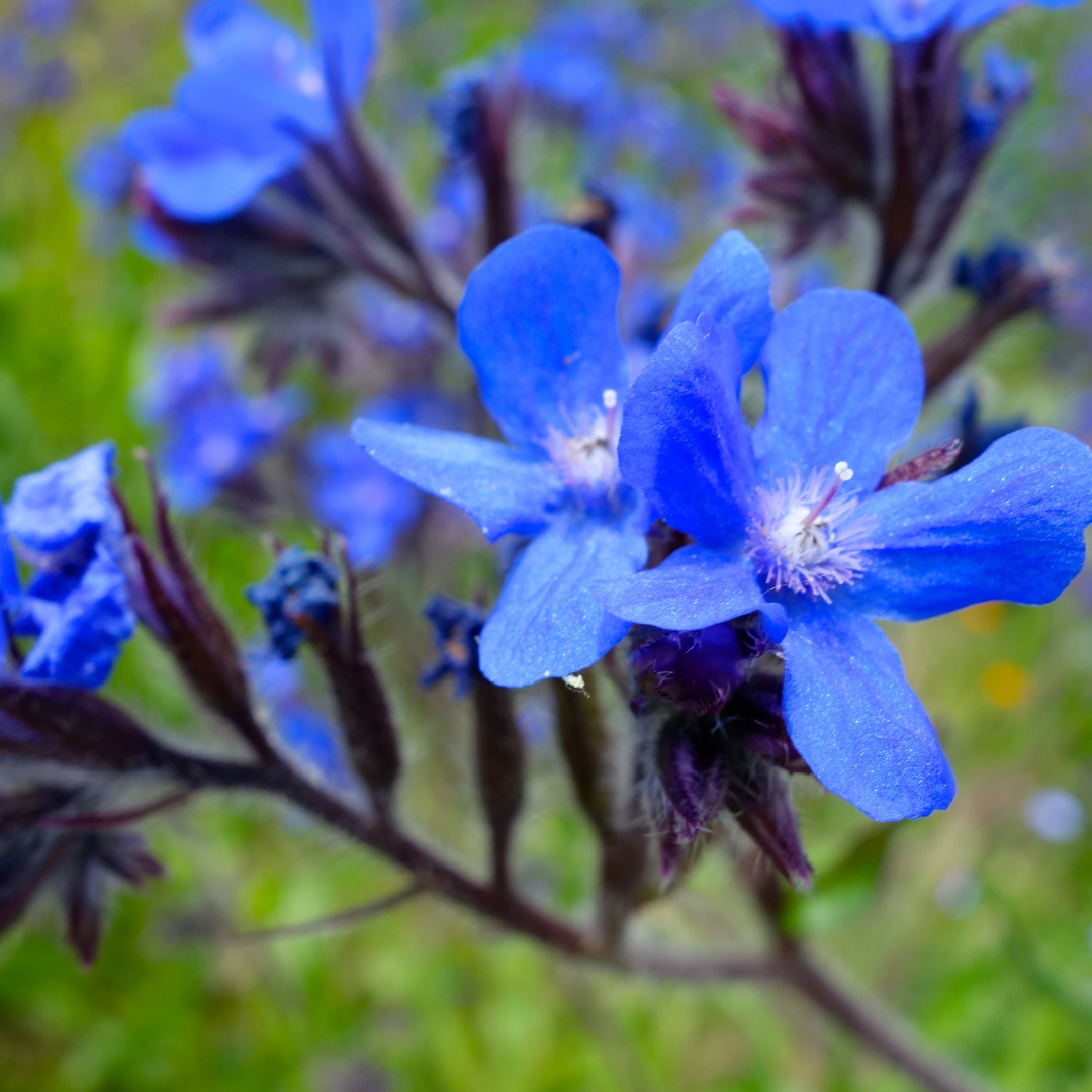 The Interesting History and Benefits of Lobelia