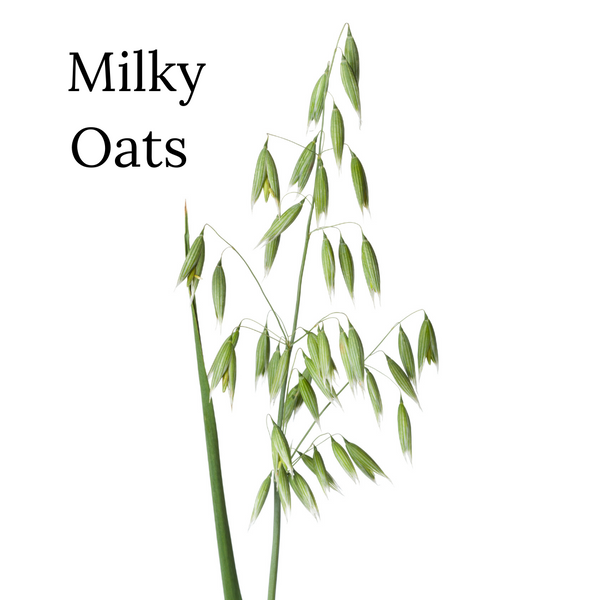 Milky Oats vs Oatstraw & Oatmeal