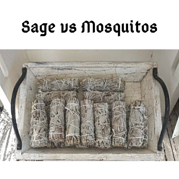 Sage vs Mosquitos!