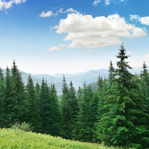 Pine Trees & Teas