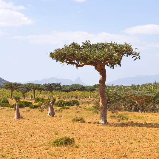 Oh Christmas Tree, Oh Christmas tree, or should I say Myrrh Tree!
