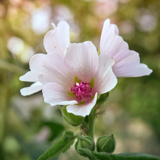 Smores Anyone? Or Maybe Not...