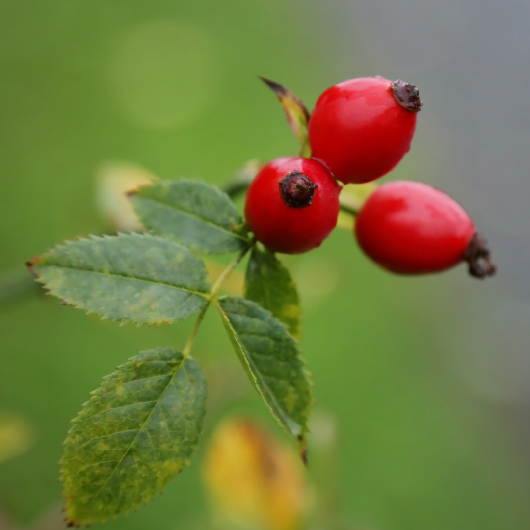 Rose Hips & Vitamin C!