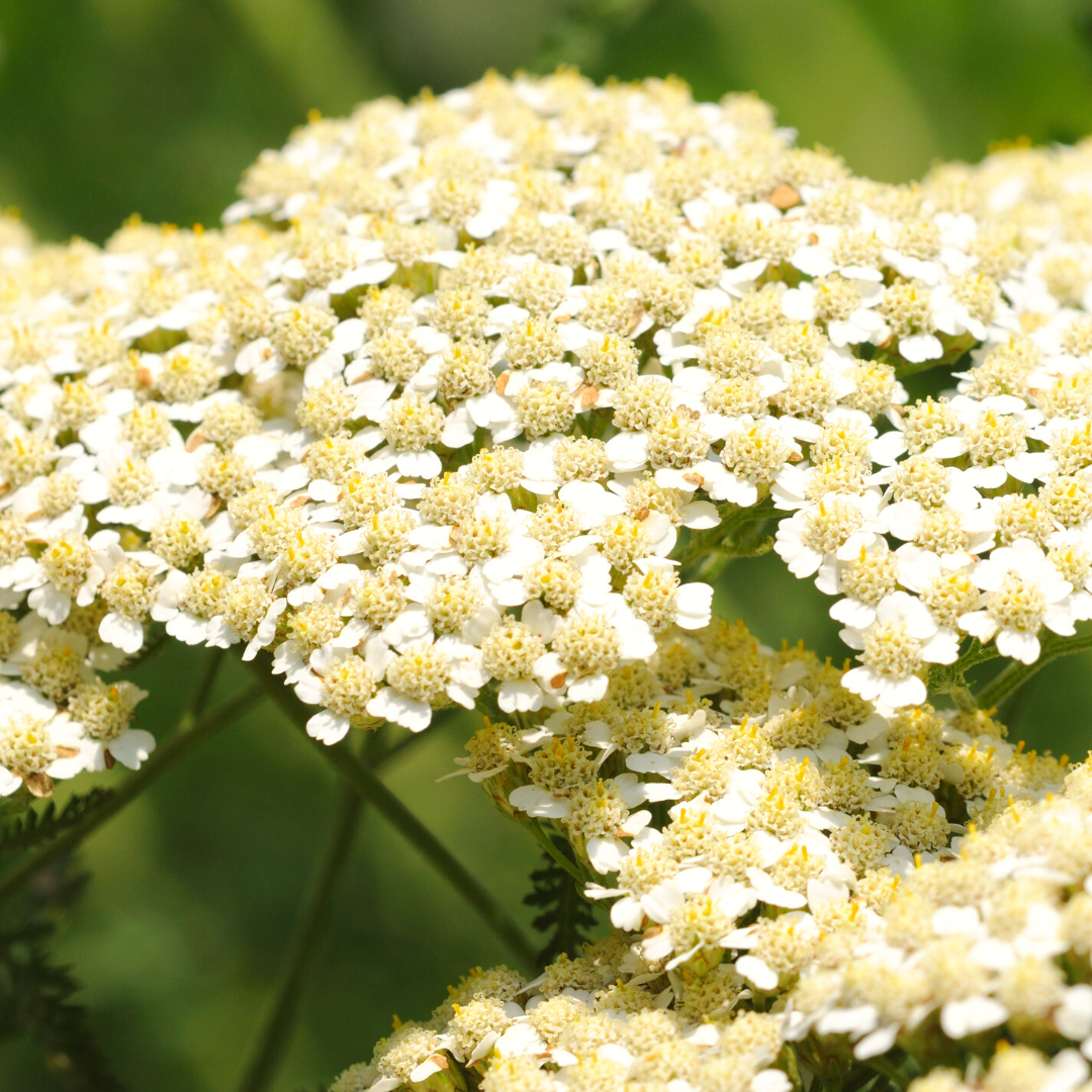 The Cleansing and Healing Benefits of Yarrow – Root 2 Route Botanicals ...