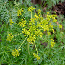 Load image into Gallery viewer, Lomatium dissectum tincture