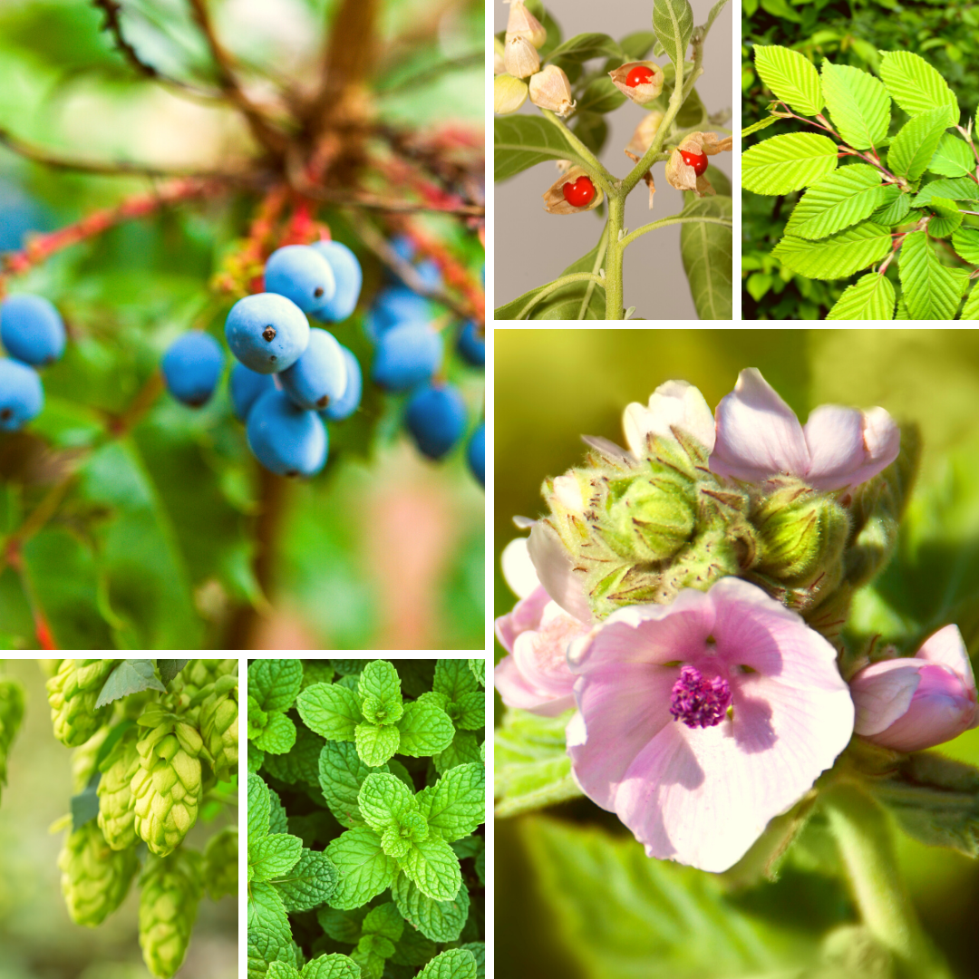 Gut and Adrenal Support Powder