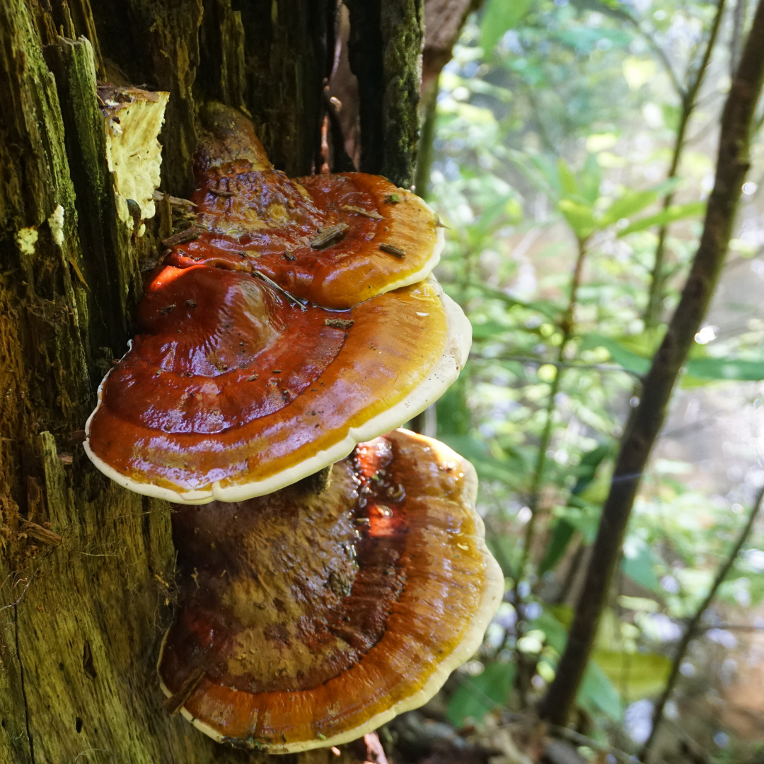 Reishi Tincture